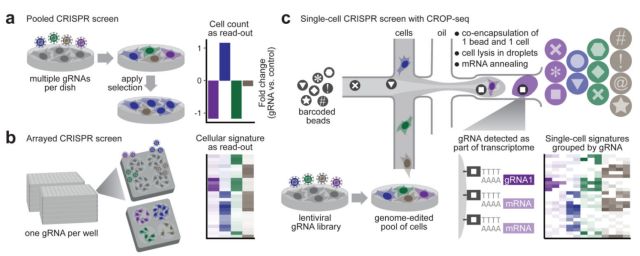 單細(xì)胞測序技術(shù)(single cell sequencing)