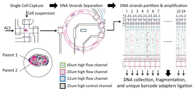 單細(xì)胞測序技術(shù)(single cell sequencing)