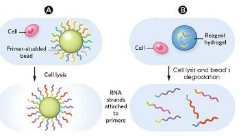 液滴測序(DROP-SEQ)