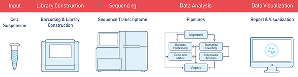 單細胞測序,單細胞測序技術,Drop-seq