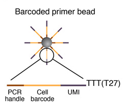 Barcoded-primer-bead-drop-seq-microfluidics-single-cells-analysis-ARN-AND-barcode-complex-tissue