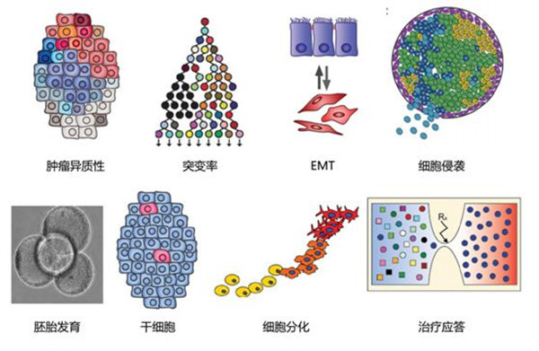 RNA-seq單細胞轉(zhuǎn)錄組測序在眼科領域中的研究應用