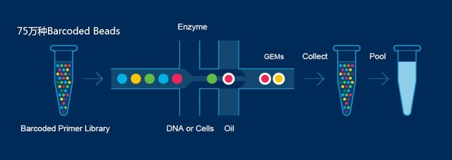 單細(xì)胞轉(zhuǎn)錄組測序(10x Genomics)詳解