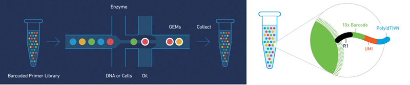 10X Genomics 單細(xì)胞轉(zhuǎn)錄組測序