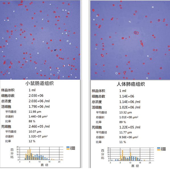 小鼠細(xì)胞制備